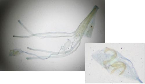 Réf. 317 025 : Lampronia morosa